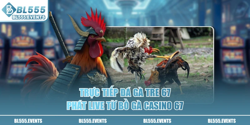 Trực tiếp đá gà tre 67 phát live từ bồ gà casino 67