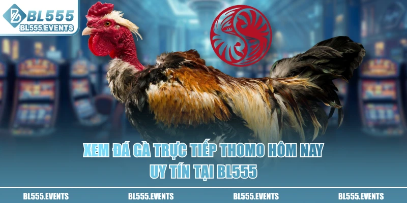 Xem đá gà trực tiếp Thomo hôm nay uy tín tại BL555